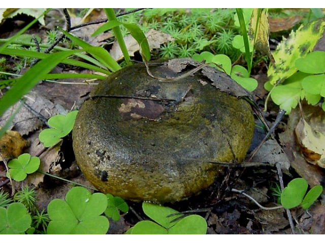 Мицелий Груздя черного / Груздь еловый черный (Lactarius necator) Мицелий Груздя черного / Груздь еловый черный (Lactarius necator)